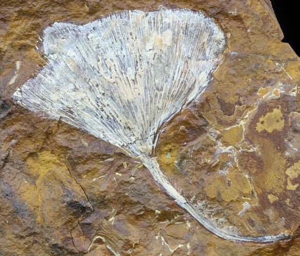 Fossil Ginkgo Leaf From North Dakota - Paleocene #58975